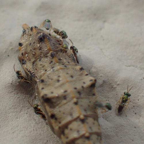 Pteromalus puparum